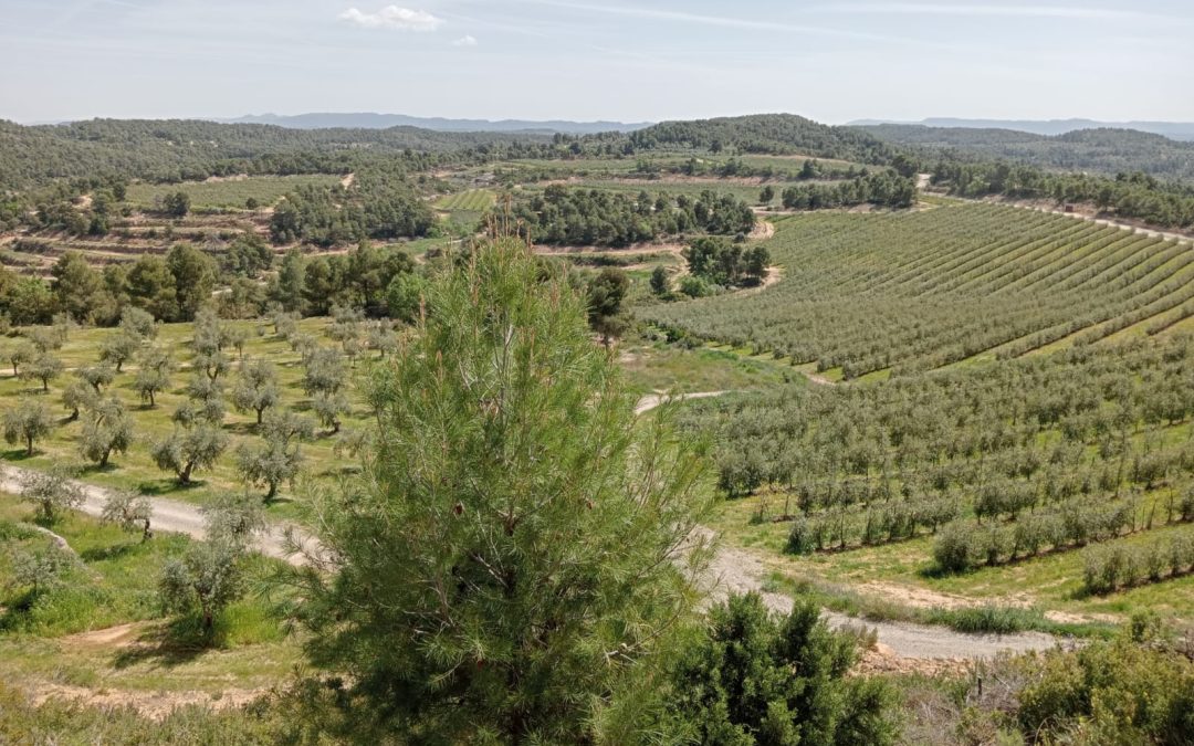 From Dialogue to the Field: Advancing Sustainable Olive Farming in Catalonia