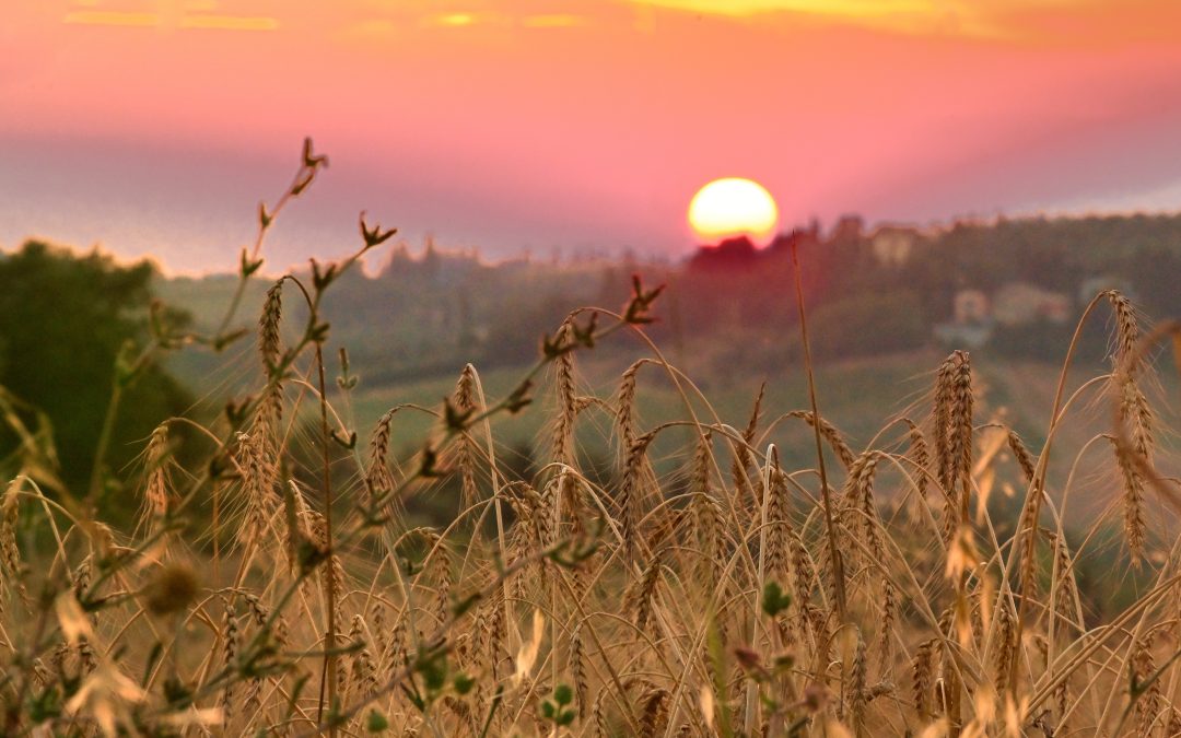 Learning in the Field: Exploring Agroecological Innovation in Tuscany